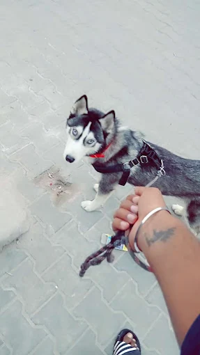 Inside the pet clinic