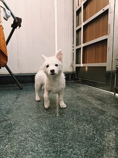Sleeping golden retriever puppy